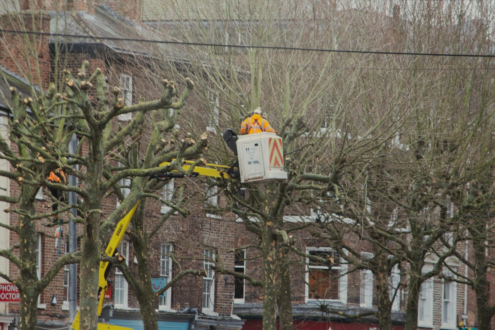 A worker in a raised bucket cutting limbs from a street tree beside brick houses