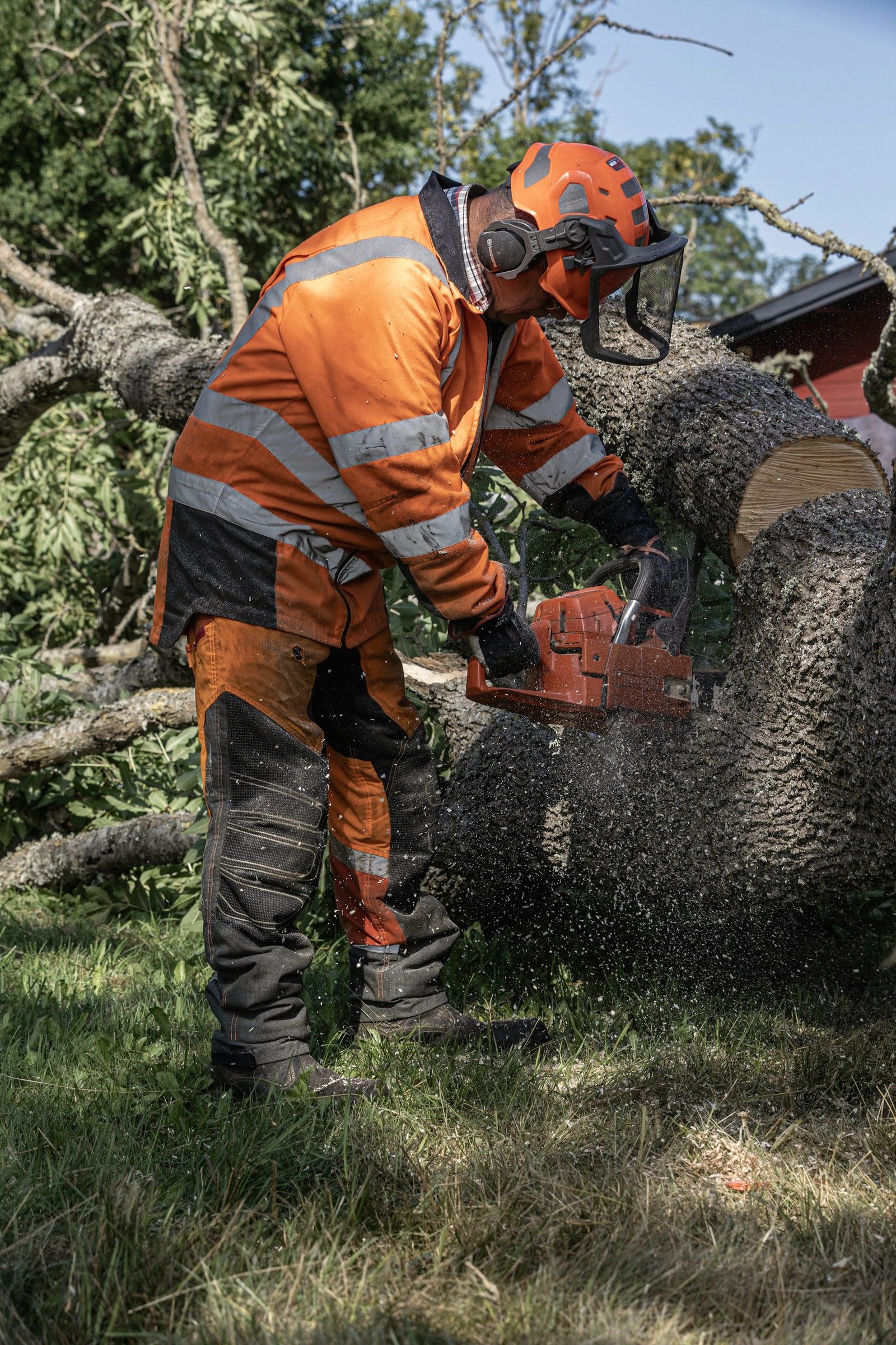 A worker in orange chainsaw gear and a face screen bucking a trunk