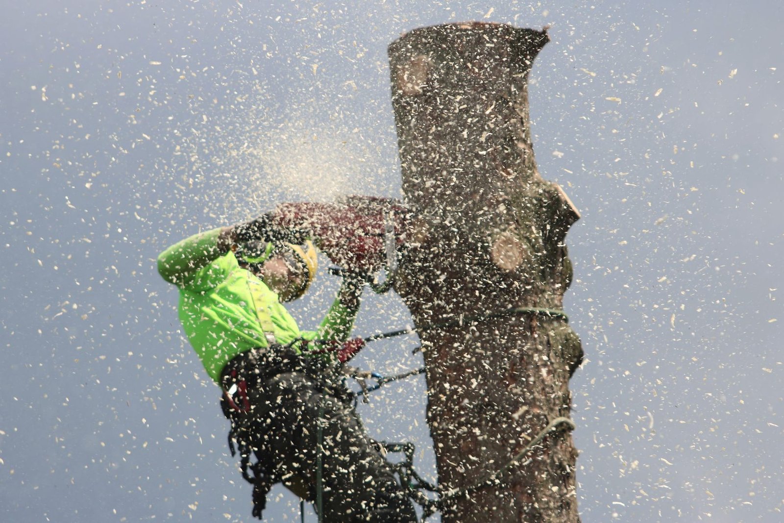 A climber with a chainsaw cutting through a tall trunk as sawdust sprays