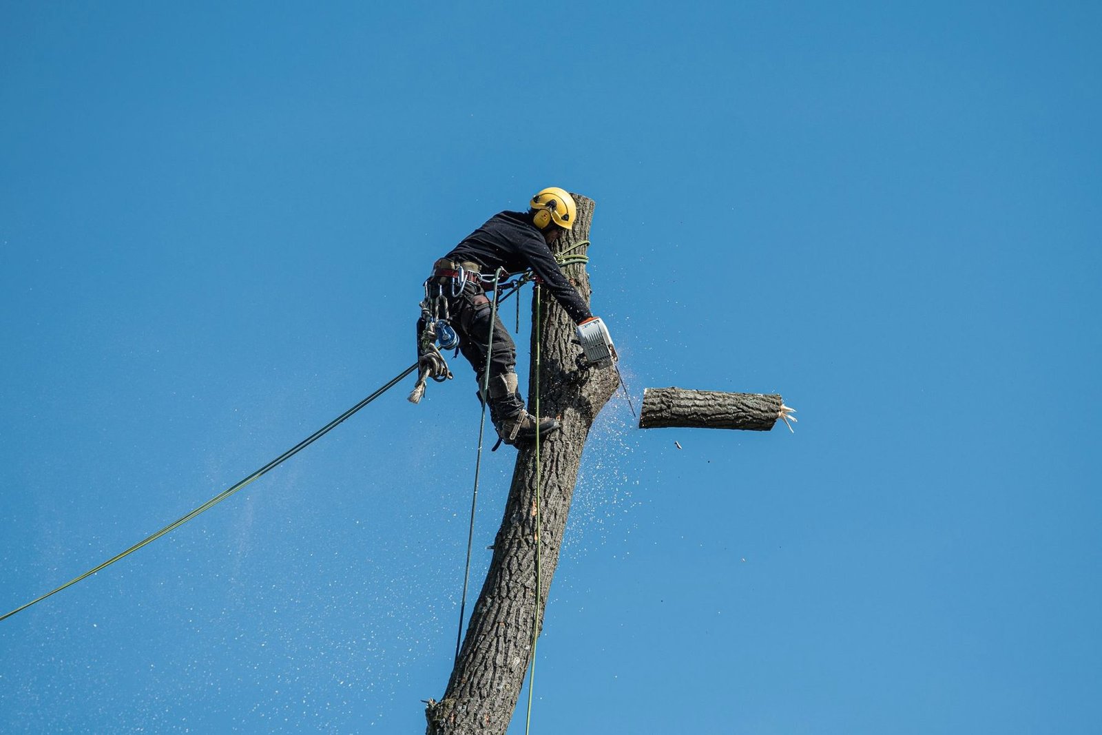 A climber near the top of a bare trunk as a cut section falls away against blue sky