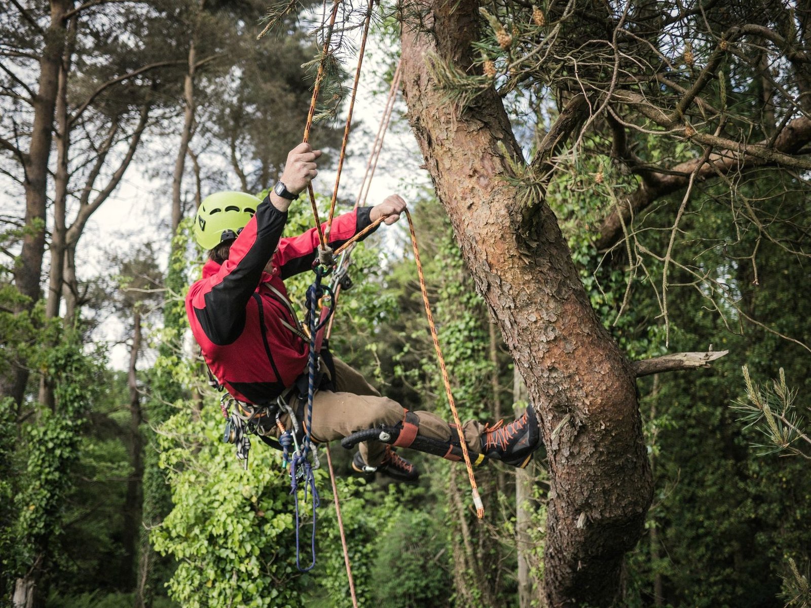 A climber on ropes and harness partway up a tall trunk