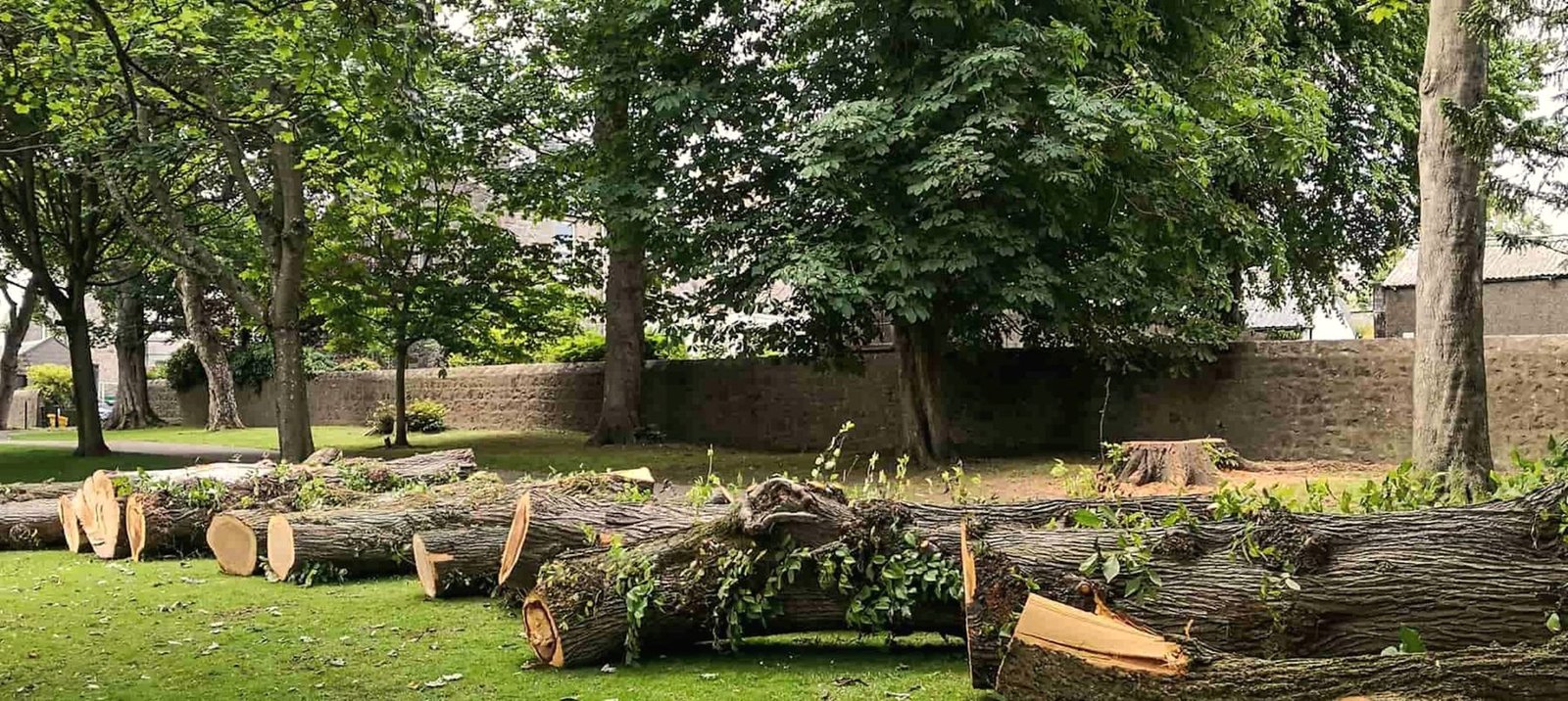 Long trunk sections laid out across a lawn with trees behind