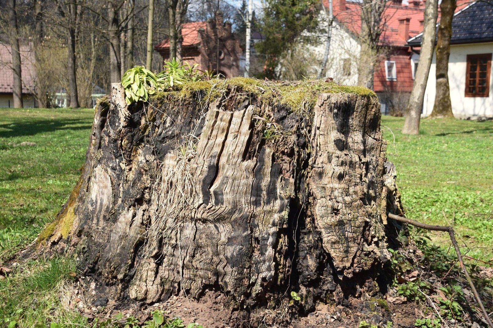 A large old tree stump in a grassy yard between houses