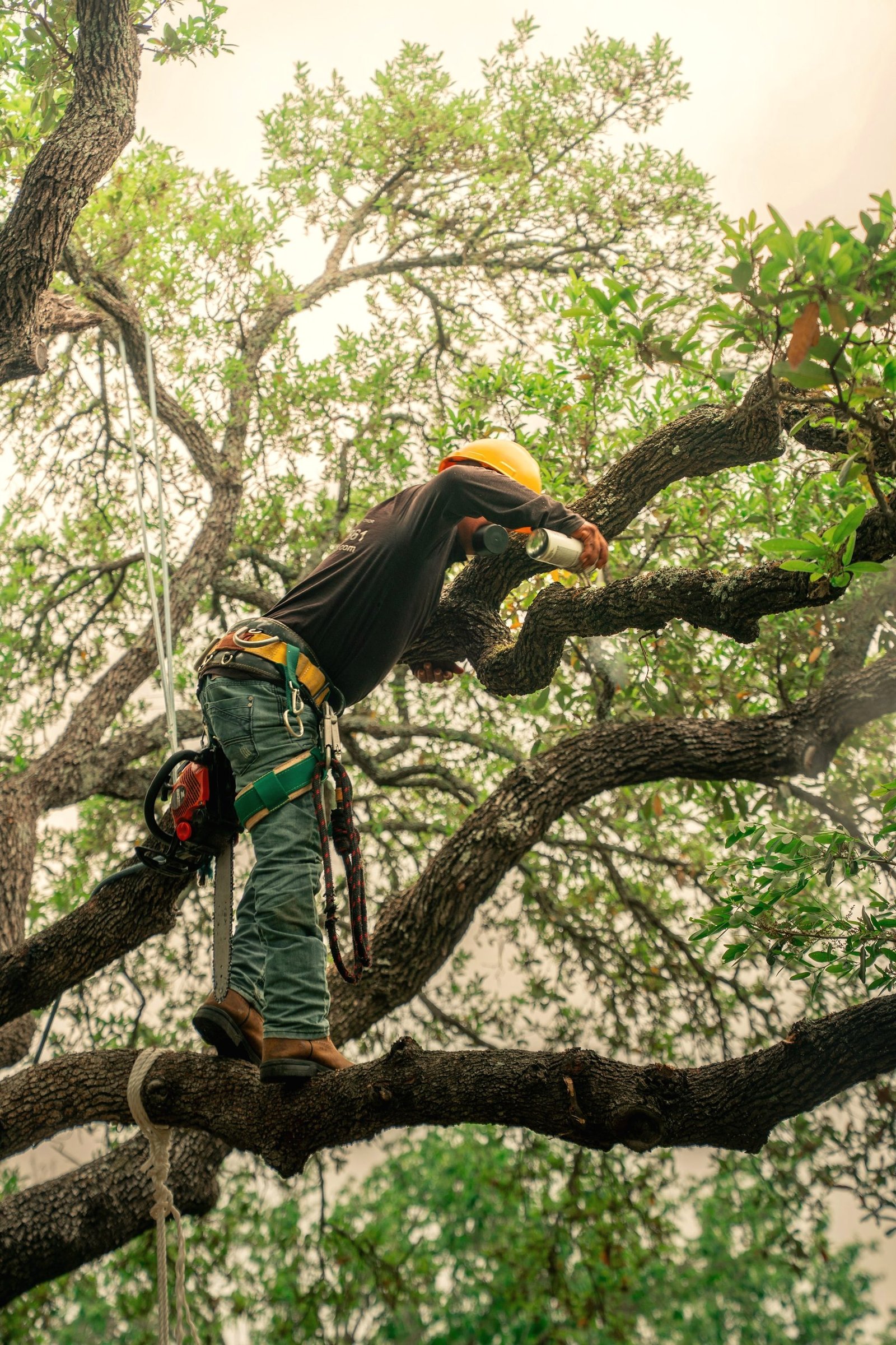 A climber sitting in the crown of a large tree cutting a branch