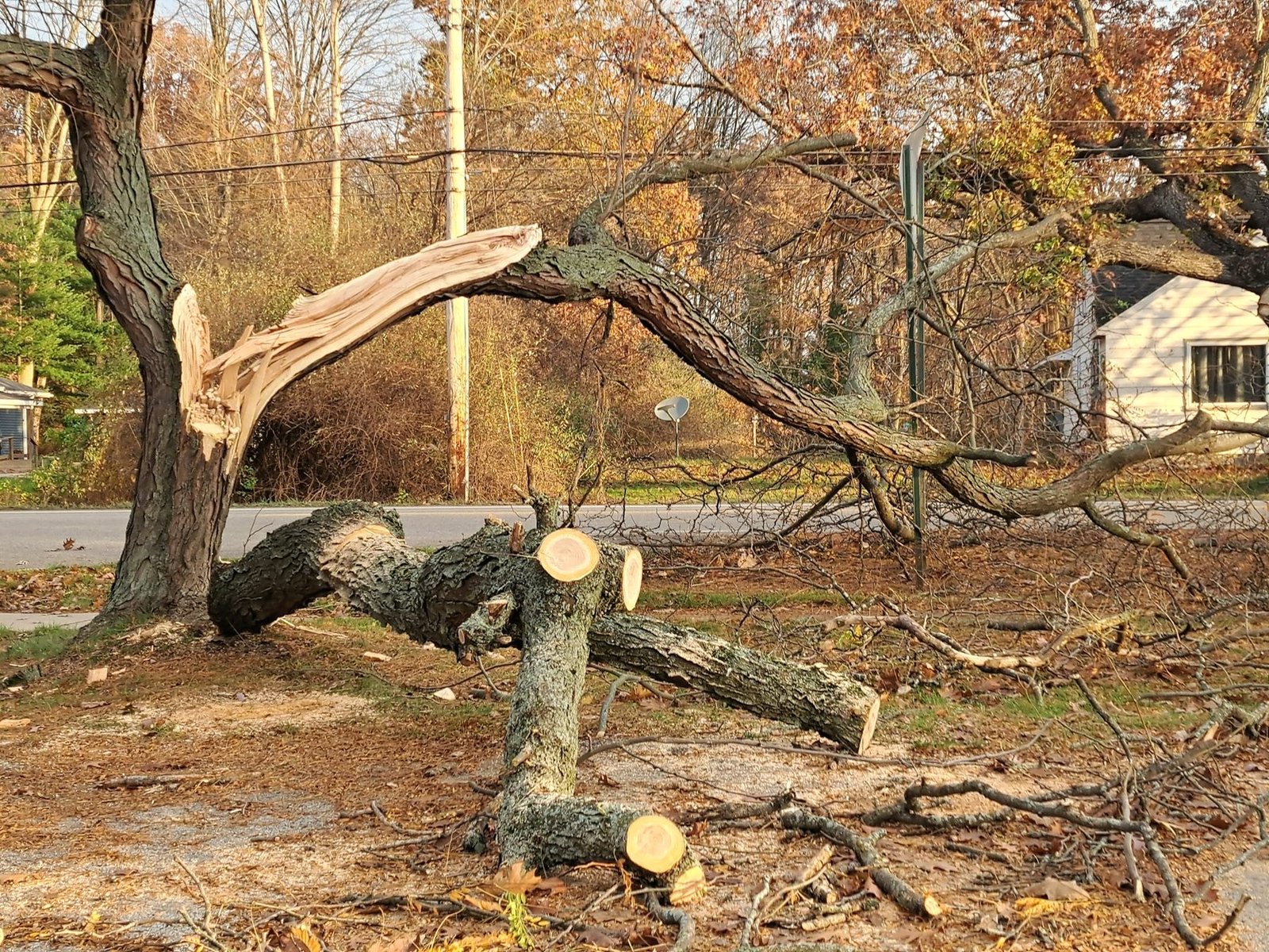 A large tree split and broken in a yard, with cut rounds on the ground